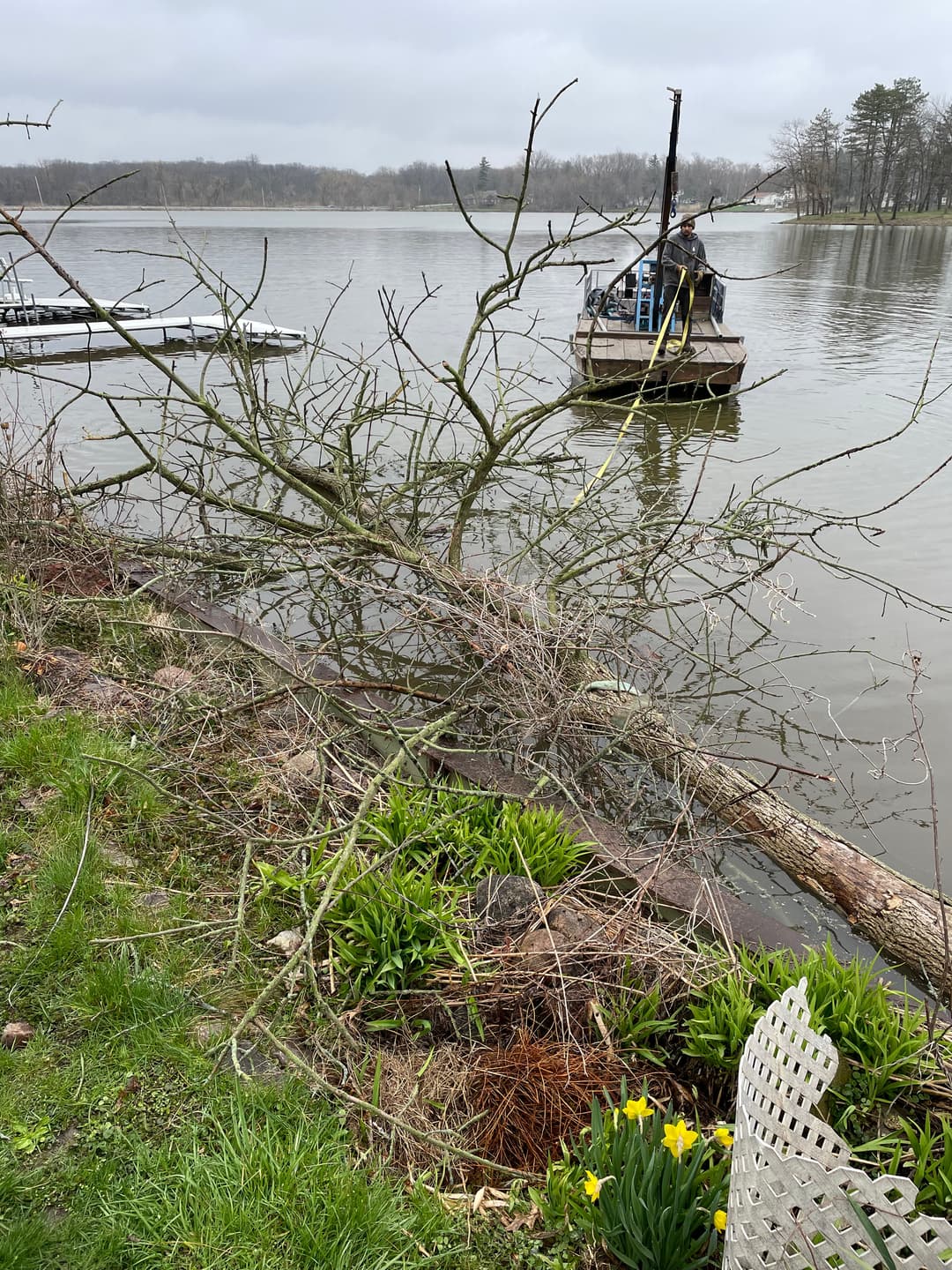 Boater near fallen tree by lakeside with blooming daffodils in foreground.